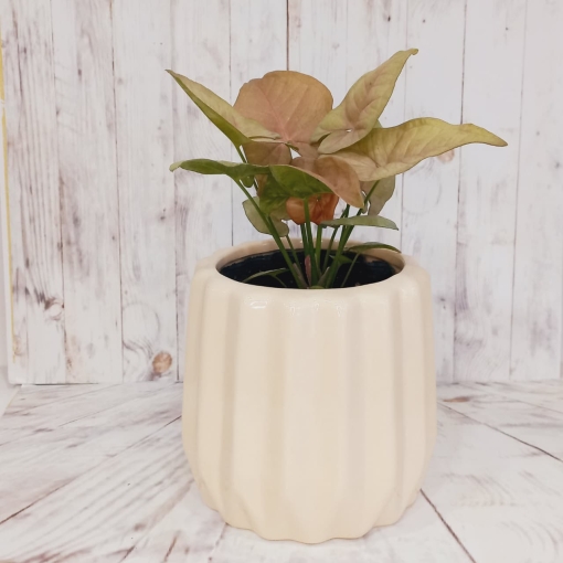 Syngonium rosado