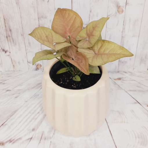 Syngonium rosado - Imagen 3