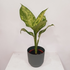 Dieffenbachia golden sunset
