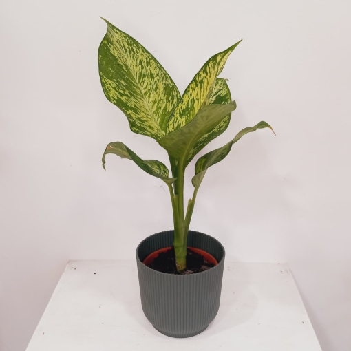 Dieffenbachia golden sunset
