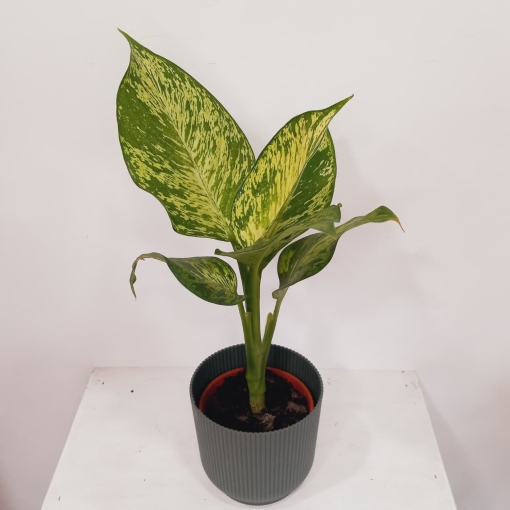 Dieffenbachia golden sunset - Imagen 3