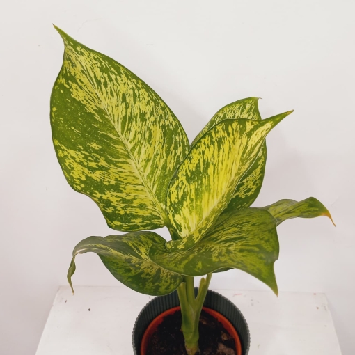 Dieffenbachia golden sunset - Imagen 2