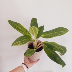 Aglaonema King of siam