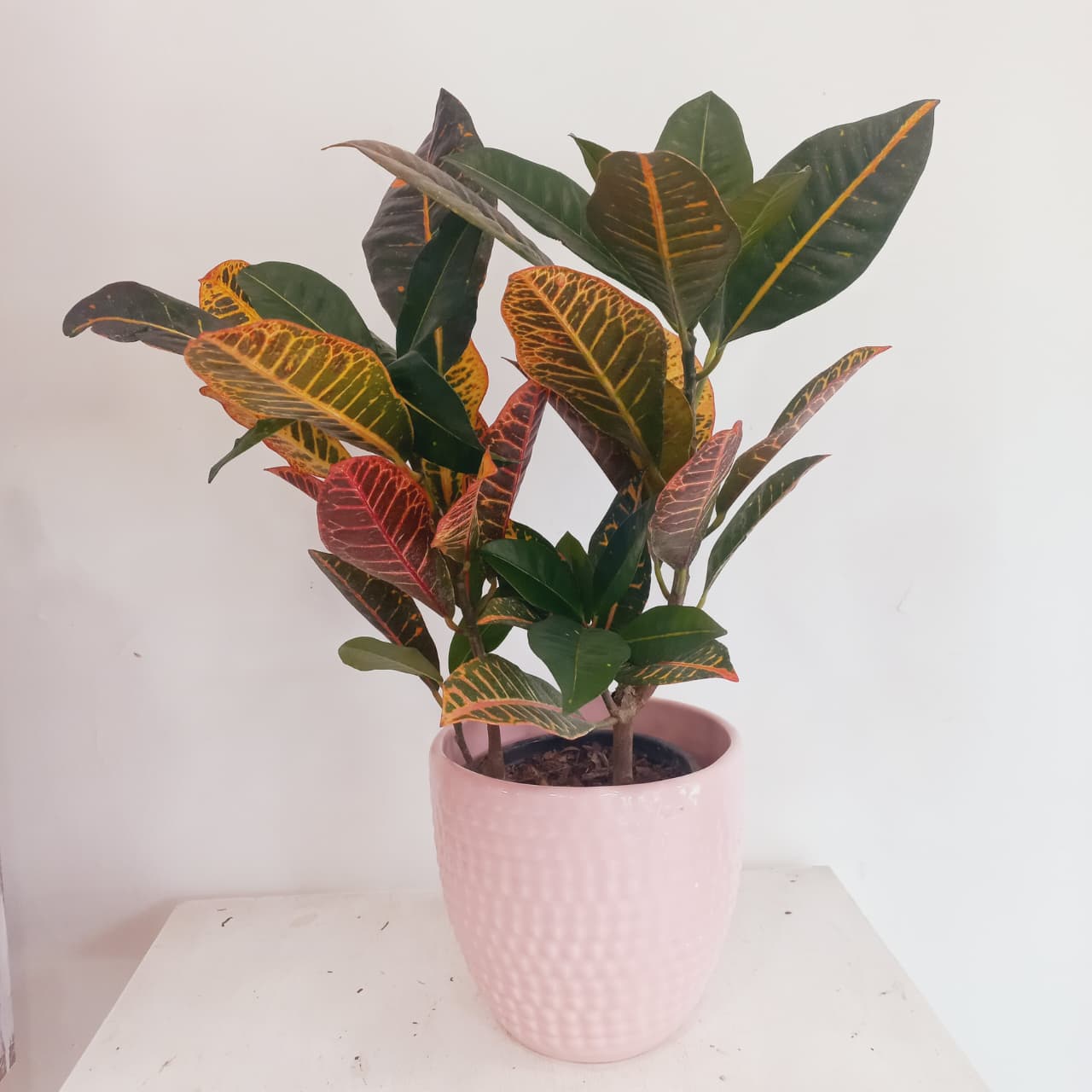Croton Petra
