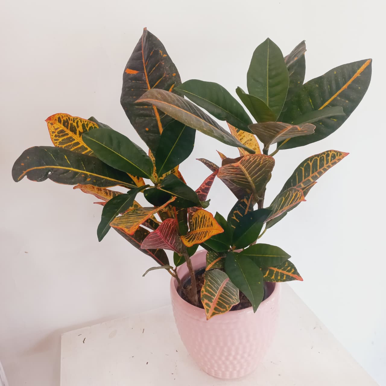 Croton Petra - Imagen 3