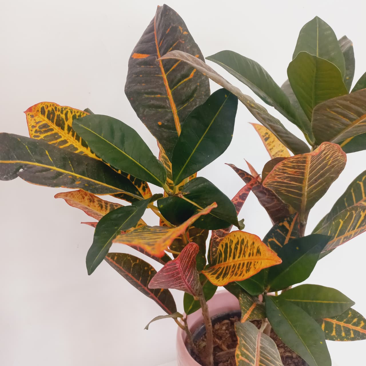 Croton Petra - Imagen 2