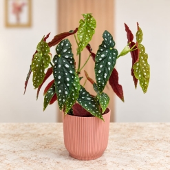 Begonia Maculata