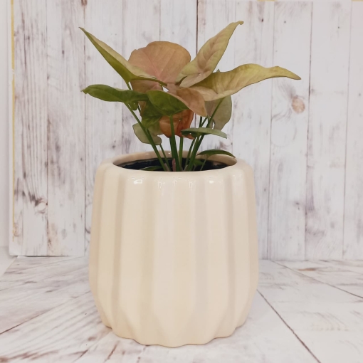 Syngonium Rosado - Imagen 2