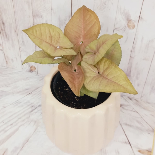 Syngonium Rosado - Imagen 3