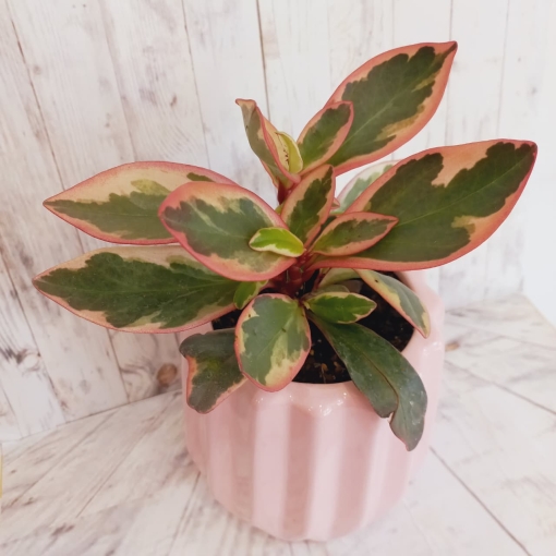 Peperonia tricolor + Maceta - Imagen 2