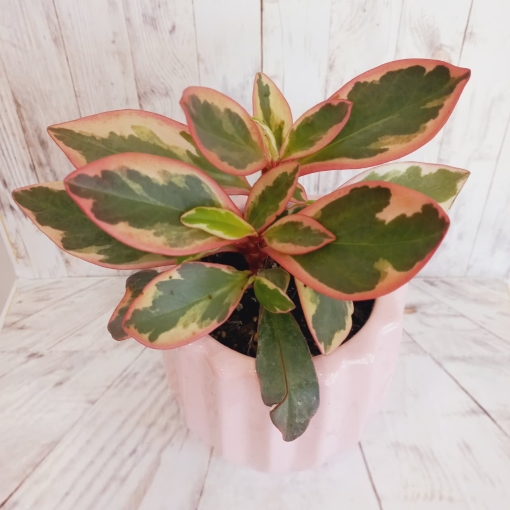 Peperonia tricolor + Maceta - Imagen 3