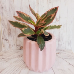 Peperonia tricolor + Maceta
