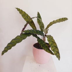Calathea Insignis