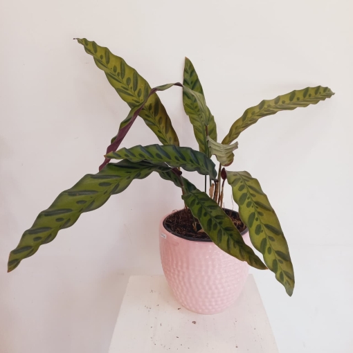 Calathea Insignis