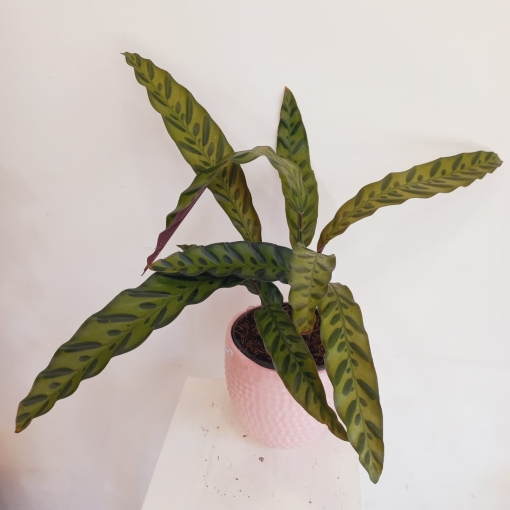 Calathea Insignis - Imagen 3