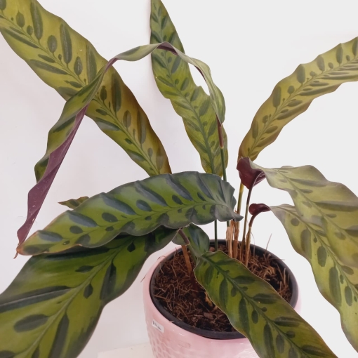 Calathea Insignis - Imagen 2