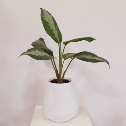 Aglaonema Pattaya