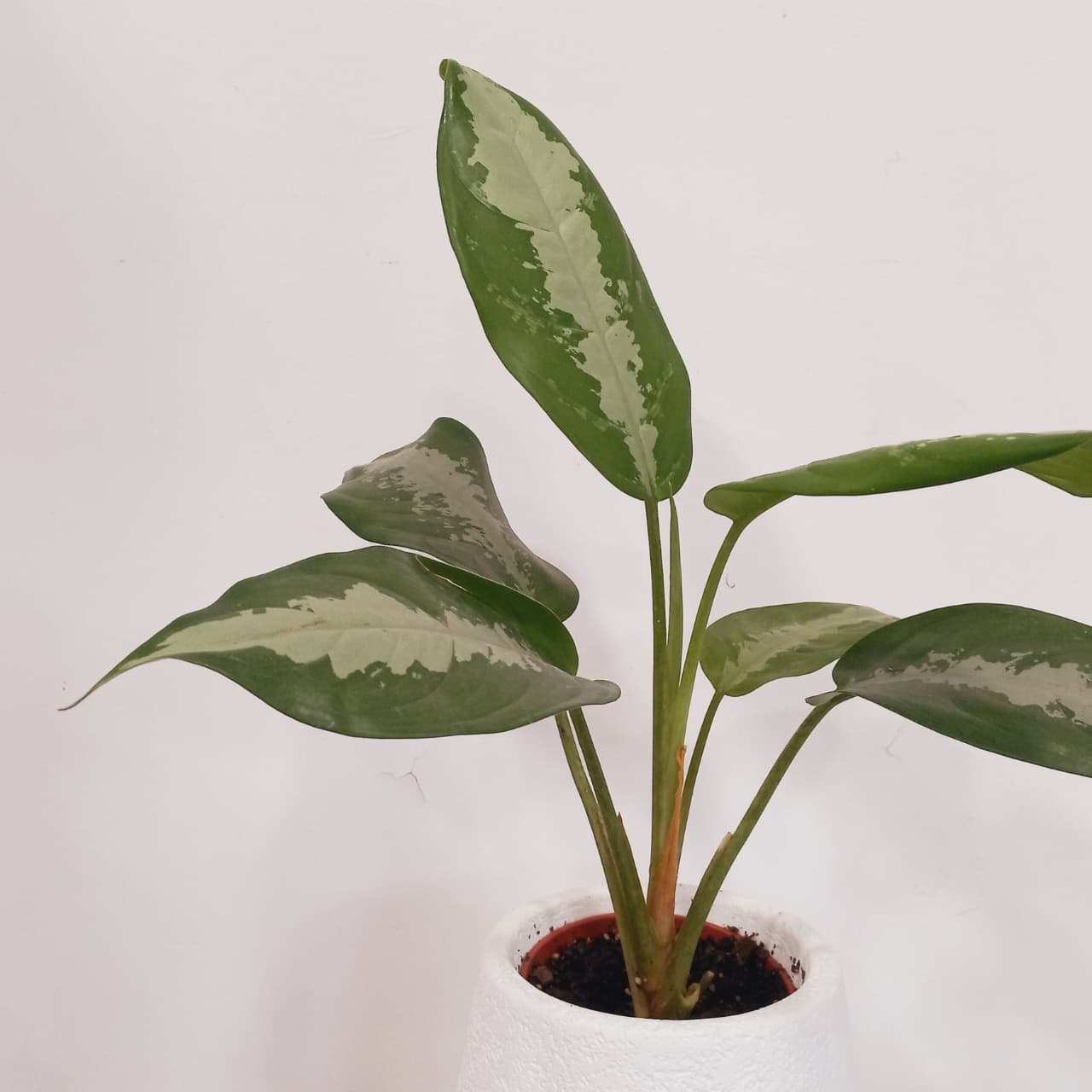 Aglaonema Pattaya - Imagen 2