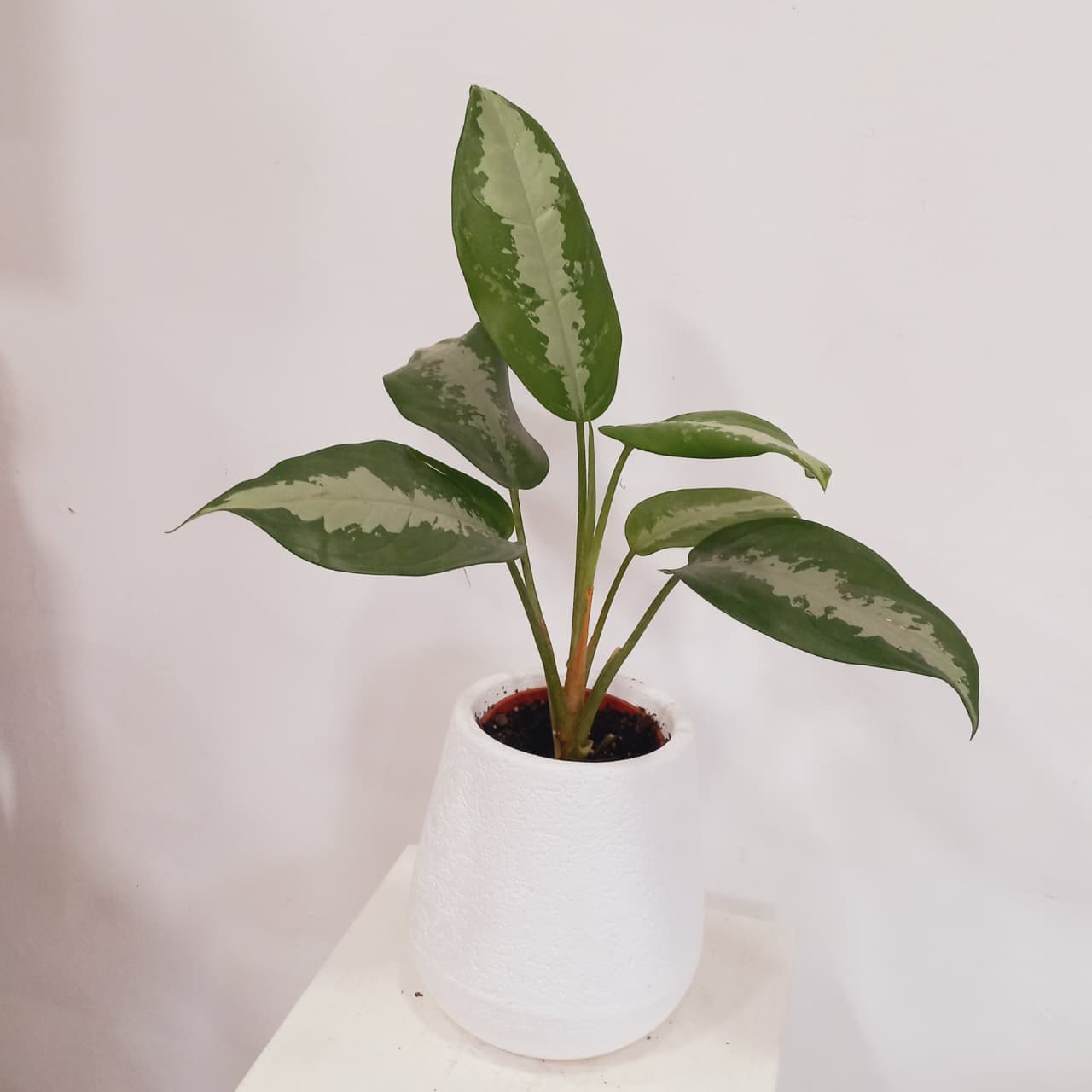 Aglaonema Pattaya - Imagen 3