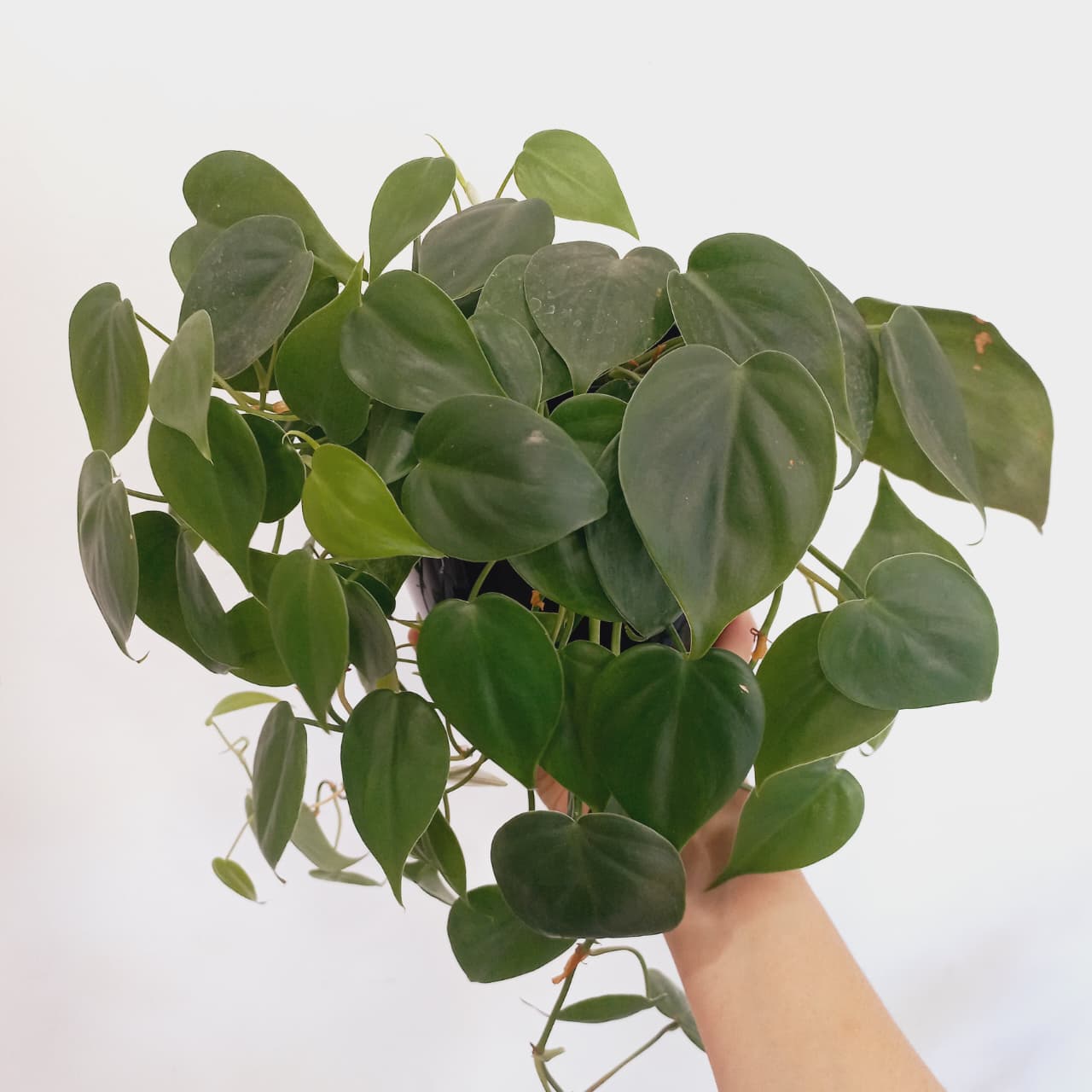 Cordatum Verde - Imagen 2