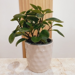 Peperomia Verde
