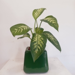 Dieffenbachia Alex