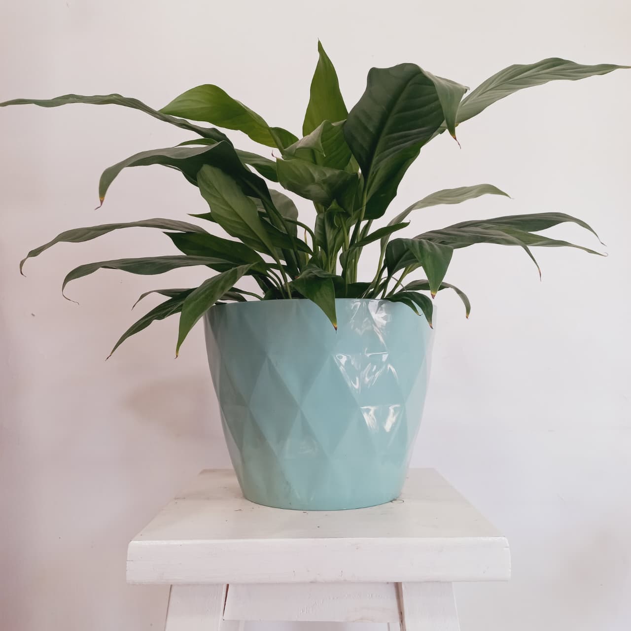 Maceta Diamante - Imagen 2