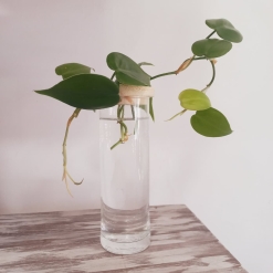 Hidroterrario Delgado con Planta