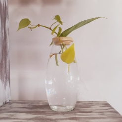 Hidroterrario Lolita con Planta