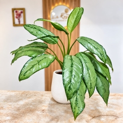 Aglaonema Freedman