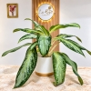 Aglaonema Pattaya