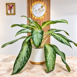 Aglaonema Pattaya