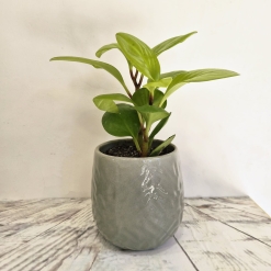 Peperomia Lemon con maceta