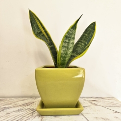 Sansevieria