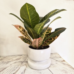 Croton con maceta
