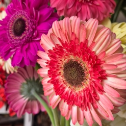 Gerbera