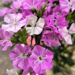 Dianthus