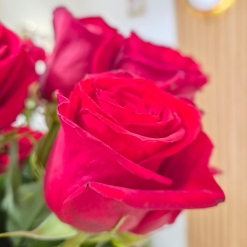 Rosas