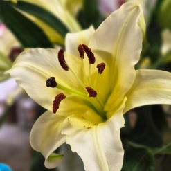 Lilium perfumado