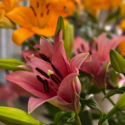 Lilium común