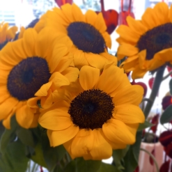 Girasol