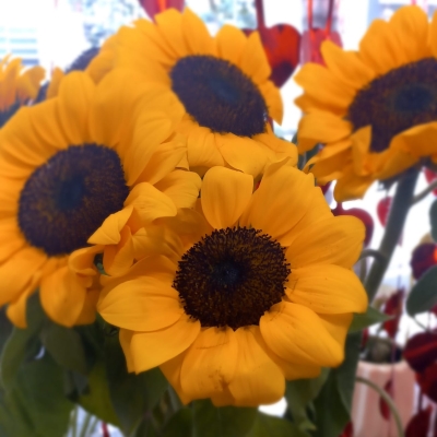 Girasol
