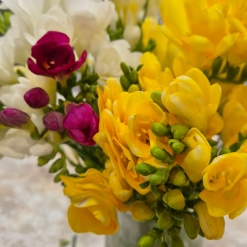 Fresias