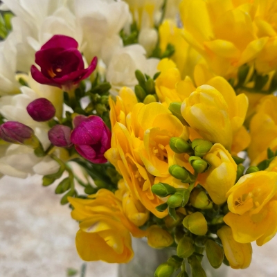 Fresias