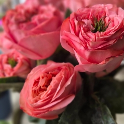 Rosas Garden