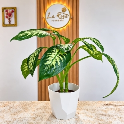 Dieffenbachia Alex