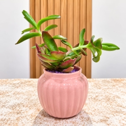 Suculenta en maceta rosa