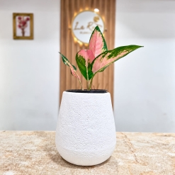 Aglaonema Rosada
