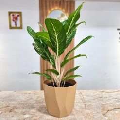 Aglaonema Costa Rica